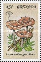 Leucopaxillus gracillimus