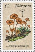 Marasmius atrorubens
