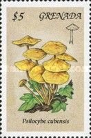 Psilocybe cubensis
