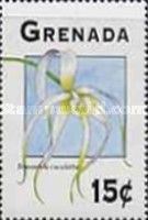 Brassavola cucullata