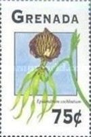 Epidendrum cochleatum