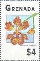 Oncidium luridium