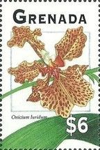 Onicium luridum