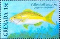 Yellowtail snapper