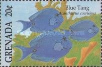 Blue tang (Paracanthurus hepatus)