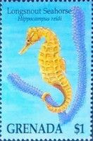 Longsnout seahorse