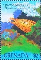 Spotted moray eel