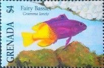 Fairy basslet