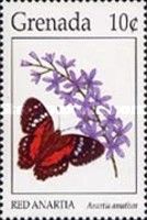 Scarlet Peacock (Anartia amathea)