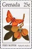 Fiery Skipper (Hylephila phyleus)