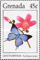 Giant Hairstreak (Pseudolycaena marsyas)