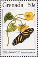 Zebra Longwing Butterfly (Heliconius charitonius)