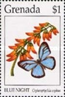 Cephus Blue Ringlet (Cepheuptychia cephus)