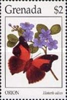 Stinky Leafwing (Historis odius)