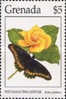 Polydamas Swallowtail (Papilio polydamas)
