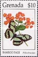 Scarce Bamboo Page (Philaethria dido)