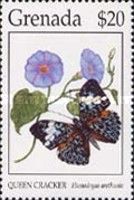 Queen Cracker (Hamadryas arethusa)