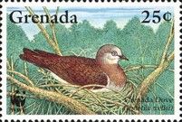 Grenada Dove (Leptotila wellsi)