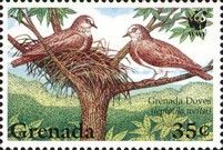 Grenada Dove (Leptotila wellsi)