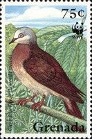 Grenada Dove (Leptotila wellsi)