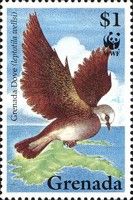 Grenada Dove (Leptotila wellsi)