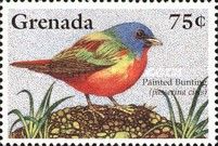 Painted Bunting (Passerina ciris)