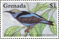 Red-legged Honeycreeper (Cyanerpes cyaneus)