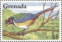 Green Jay (Cyanocorax yncas)