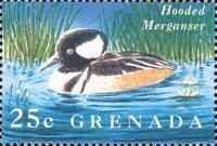 Hooded Merganser (Lophodytes cucullatus)