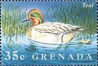 Green-winged Teal (Anas crecca)