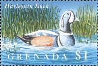 Harlequin Duck (Histrionicus histrionicus)