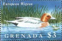 European Wigeon (Mareca penelope)