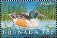 Northern shoveler (Spatula clypeata)