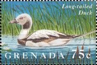 Long-tailed Duck Clangula hyemalis