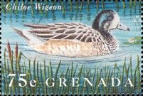 Chiloe Wigeon (Mareca sibilatrix)