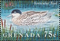 Versicolor Teal (Spatula versicolor)