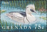 Smew (Mergellus albellus)