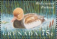 Red-crested Pochard (Netta rufina)