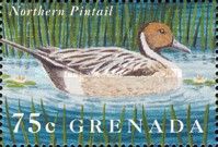 Northern Pintail (Anas acuta)