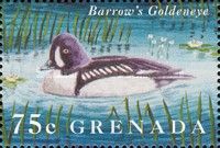 Barrow's Goldeneye Bucephala islandica