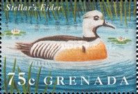 Steller's Eider Polysticta stelleri
