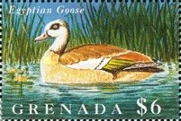 Egyptian Goose (Alopochen aegyptiaca)