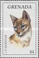 C.P. shorthair