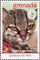 Margay (Leopardus wiedii)