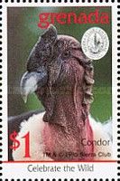 Andean Condor (Vultur gryphus)
