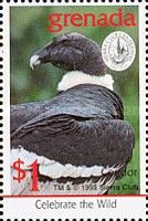 Andean Condor (Vultur gryphus)