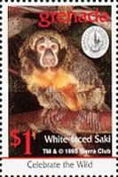 White-faced saki (Pithecia pithecia)