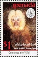 White-faced saki (Pithecia pithecia)
