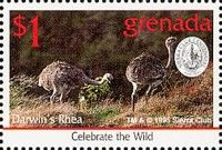 Darwin's Rhea (Rhea pennata)