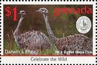 Darwin's Rhea (Rhea pennata)